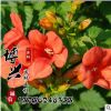 批發(fā)供應優(yōu)質(zhì)美國凌宵花苗 攀援花卉 藤本植物 凌霄苗 基地發(fā)貨