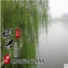 供應各種優(yōu)質(zhì)樹木 青皮垂柳綠化工程苗木批發(fā) 基地直銷量大從優(yōu)