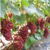 葡萄苗果樹苗當年結果紅提葡萄樹小葡萄樹苗美國晚熟紅地球提子