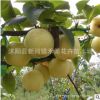 果樹苗 梨樹樹苗 嫁接苗 南方北方種植 當年結果包郵梨樹苗