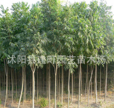批發(fā)工程樹苗 無患子小樹苗8-15公分無患子樹 綠化專用
