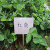 紅顏草莓 批發銷售紅顏草莓樹 成活率高草莓樹