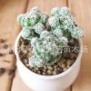 特價 仙人掌及多肉植物批發(fā) 白鳥 盤栽 防輻射 一件代發(fā)基地直銷