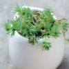 批發(fā)多肉植物【薄雪萬年草】嘰小松 基地直銷 室內(nèi)小盆栽植物