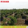 優(yōu)質(zhì)大量臺灣日本羅漢松樹苗 造型景觀米葉羅漢松苗木成活率高