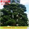 廠家直銷臺灣日本羅漢松國產(chǎn)松海島松園林工程綠化高價(jià)值樹