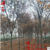 基地批發綠化行道樹櫸樹 白櫸 紅櫸 規格齊全 貨源充足
