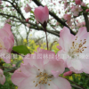 庭院嫁接風(fēng)景樹(shù)垂絲海棠樹(shù)苗批發(fā) 裝飾盆景垂絲海棠花苗