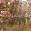 日本櫻花樹(shù)苗批發(fā)造型盆景庭院觀花植物重瓣櫻花苗 規(guī)格齊全