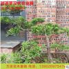 實(shí)拍植物別墅庭院擺飾羅漢松盆栽 防輻射辦公室羅漢松盆景批發(fā)
