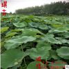 優(yōu)質(zhì)荷花苗裸根盆裝批發(fā) 河道綠化凈水植物水生植物 荷花 睡蓮花