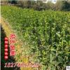 低價(jià)批發(fā)1米 1.5米 2米高 丹桂苗（狀元紅）