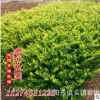 大量批發(fā)供應(yīng)綠化工程苗 金森女貞 小葉女貞 金葉女貞 各種規(guī)格