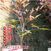 供應(yīng)工程苗木南天竹 基地直銷(xiāo)多規(guī)格南天竹 低價(jià)銷(xiāo)售