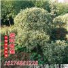 供應(yīng)金邊黃楊小苗 金邊黃楊球 品種好 優(yōu)惠價(jià)直銷(xiāo)