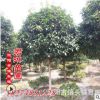 低價(jià)丹桂 金桂 銀桂等品種優(yōu)良桂花樹(shù) 胸徑5-20公分八月桂樹(shù)齡6年