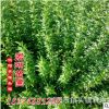 大量長(zhǎng)期供應(yīng)迎春 扶芳藤 爬山虎 凌霄 紫藤 常春藤木