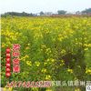 大量銷(xiāo)售 黃花槐 綠化苗木 園林綠化 觀花樹(shù)