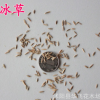 冰草 冰草種子 護坡草種 綠化草種 進口草坪種子批發