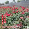 月季花苗 樹(shù)狀月季 藤本月季 月季扦插盆栽苗