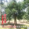 供應(yīng)綠化苗木 杜英小苗 優(yōu)價(jià)杜英直銷(xiāo)10-30公分