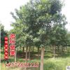 湖南苗圃 農(nóng)戶(hù)直銷(xiāo)【杜英 杜英小苗】