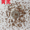 黃芪種子 藥材種子 優質種子批發