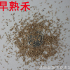 早熟禾草籽 早熟禾種子 草坪種子 進口種子批發