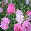 藤爬植物 薔薇苗 無刺薔薇 庭院攀援花卉植物室外盆栽包郵