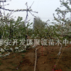 櫻桃苗 櫻桃樹(shù)苗 車(chē)?yán)遄用绱髾烟颐缟綎|煙臺(tái)嫁接矮化大櫻桃樹(shù)苗