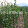供應(yīng)優(yōu)質(zhì)蘋(píng)果樹(shù)苗 適合南北方種植 嫁接蘋(píng)果樹(shù)苗 紅肉蘋(píng)果樹(shù)苗