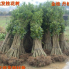 產(chǎn)地貨源 大小桂花樹(shù)批發(fā) 八月金桂丹桂四季桂高20-200厘米包郵