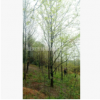 長期提供二十五公分楓香 楓香樹苗 楓香價格 量大從優