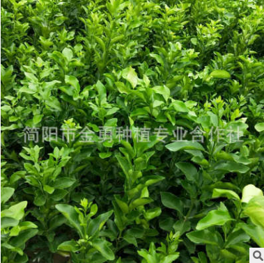 金秋沙糖桔營養笨苗 存活率高免費技術指導 水果沙糖桔苗砂糖橘苗