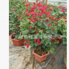 三角梅盆栽 常年供應(yīng) 基地批發(fā) 中國紅 綠葉大紅 小紅盆綠化苗木