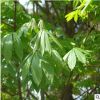 供應(yīng)各種工程苗木 花卉 基地直銷 優(yōu)質(zhì) 七葉樹 實地看苗