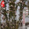 專業(yè)批發(fā)苗圃優(yōu)質(zhì)西府海棠樹苗 西府海棠5-12公分 綠化苗木
