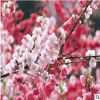 日本櫻花 早櫻 紅 綠櫻花 樹(shù)苗規(guī)格2-10公分 苗圃直銷(xiāo) 量大優(yōu)惠