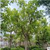 清強苗木基地直銷 大量批發富貴榕 園林景觀工程供應 規格齊全