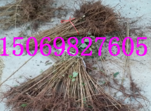 供應(yīng)嫁接櫻桃樹苗 車?yán)遄用?適合南方北方種植 櫻桃苗批發(fā)