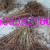 供應(yīng)嫁接櫻桃樹苗 車?yán)遄用?適合南方北方種植 櫻桃苗批發(fā)