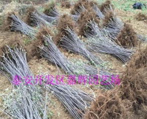 大量供應(yīng)盆栽蘋果苗 紅肉蘋果樹苗 煙富8號(hào)蘋果苗 矮化蘋果樹苗