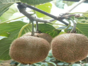 基地直銷獼猴桃樹苗 盆栽村桃苗 紅心獼猴桃苗 提供種植技術(shù)