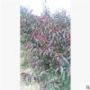 碧桃 紫葉碧桃 紅葉碧桃 彩葉風(fēng)景樹(shù) 基地直銷(xiāo).彩色園林植物