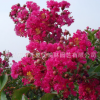 園林綠化自產(chǎn)自銷 紫薇樹 百日紅 適應(yīng)能力強(qiáng) 成活率高