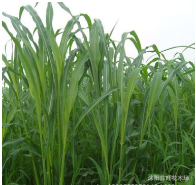 蘇丹草 牧草種子 高產量 蘇丹草牧草種子