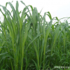 蘇丹草 牧草種子 高產量 蘇丹草牧草種子