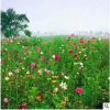 批發野花組合種子 野花種子直銷 道路庭院景觀組合 易管理 草坪種