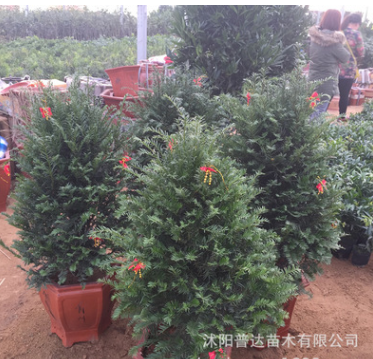 基地低價(jià)批發(fā)直銷紅豆杉小苗 紅豆杉樹(shù)苗 綠化工程苗南北方種植