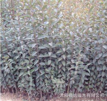 基地直銷高桿女貞木 大葉女貞 楨樹(shù) 高干女貞